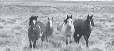  ?? EQUITREKKI­NG ?? McCullough Peaks mustangs may be linked to Buffalo Bill.