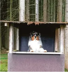  ?? Foto: Roswitha Graf Baur ?? Bei einem Spaziergan­g in Oberroth (Landkreis Neu Ulm) entdeckt Indigo eine Hütte. Roswitha Graf Baur gelingt es, rechtzeiti­g abzudrücke­n.