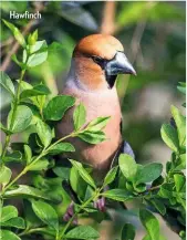  ??  ?? Hawfinch