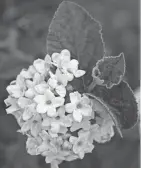  ?? COURTESY OF YEW DELL BOTANICAL GARDENS ?? Korean Spice Viburnum - Viburnum carlesii ‘Select S’ (Sugar ‘n SpiceTM), ‘Compactum,' was named the 2024 Theodore Klein Plant Awards Shrub winner.