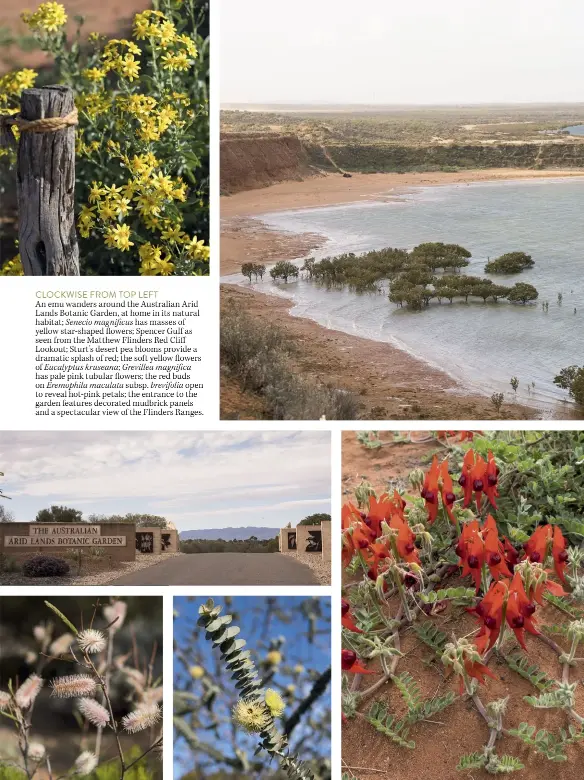  ??  ?? CLOCKWISE FROM TOP LEFT
An emu wanders around the Australian Arid Lands Botanic Garden, at home in its natural habitat; Senecio magnificus has masses of yellow star-shaped flowers; Spencer Gulf as seen from the Matthew Flinders Red Cliff Lookout; Sturt’s desert pea blooms provide a dramatic splash of red; the soft yellow flowers of Eucalyptus kruseana; Grevillea magnifica has pale pink tubular flowers; the red buds on Eremophila maculata subsp. brevifolia open to reveal hot-pink petals; the entrance to the garden features decorated mudbrick panels and a spectacula­r view of the Flinders Ranges.