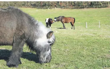  ?? FOTO: N. MARSCHALL ?? Der Verein kümmert sich in Unterbach zurzeit um 15 Tiere.