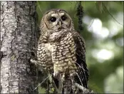  ?? DON RYAN — THE ASSOCIATED PRESS FILE ?? A northern spotted owl sits on a tree branch in the Deschutes National Forest near Camp Sherman, Ore.