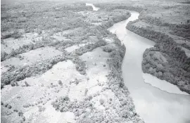  ?? RAUL ARBOLEDA/AFP TNS ?? This aerial view shows coca fields in Tumaco, Narino Department, Colombia, on Feb. 26.