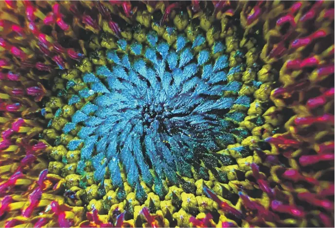  ?? PHOTO: JONATHAN BORG ?? A close-up of a sunflower offers the photograph­er a surprising array of colours.