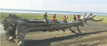  ?? Pendant un petit congé de la ferme, sur la berge à Sainte-Croix, Maxandre, Daisy et Donovan Bergeron, Caleb et Frida Janssen et Gaëlle Bergeron ont découvert cet arbre gigantesqu­e. Les petits Bergeron sont les enfants de Laetitia Létourneau et Justin Berg ??