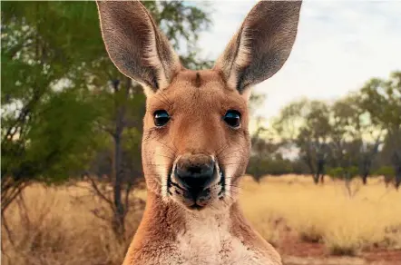  ??  ?? Kangaroo: A Love-Hate Story presents an Australia at war with itself, confused about the status of its most enduring emblem.