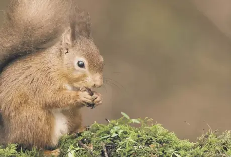  ??  ?? 0 Red squirrels thrive in managed forests in Argyll