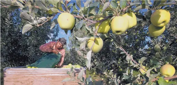  ?? GORDON KING/YAKIMA HERALD-REPUBLIC/AP ?? Mexican immigrant Sergio Garcia empties a bag of just-picked golden delicious apples into a bin at an orchard near Wapato, Wash., in September 2013. Many nativeborn Americans tend to shun low-paying, physically demanding work, even when good jobs are...