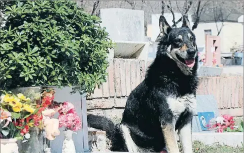  ?? EFE ?? Capitán. El perro que durante más de una década veló la tumba de su amo, en Villa Carlos Paz (Córdoba, Argentina), falleció en el mismo cementerio en el que reposan los restos de su dueño