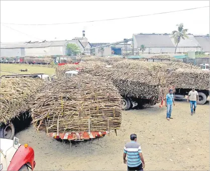  ?? Picture: REINAL CHAND/FILE ?? Minister for Sugar Charan Jeath Singh says the ministry will work with current and new stakeholde­rs
to help the sugar industry.