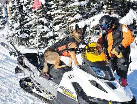  ??  ?? Avalanche rescue dog Gibson, a black and tan shepherd, springs into action with her handler at the Kicking Horse Resort.