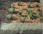  ?? PHOTO BY JOSHUA SISKIN ?? One-foot tall lavender cotton (Santolina chamaecypa­rissus) hedge surrounds a bed of perennial sage (Salvia sp.).