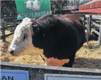  ?? EMMANUEL BRIANE-LA NUEVA. ?? Notable alza en la inscripció­n de animales Polled Hereford para Bordeu.