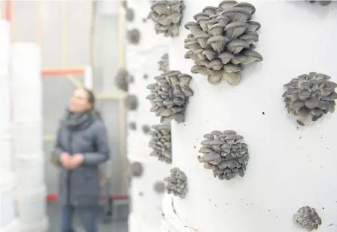  ??  ?? Oyster mushrooms are seen growing in one of the six greenhouse­s of Montreal urban mushroom farming start-up Blanc de Gris.