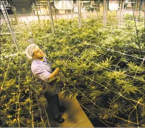  ?? Brian A. Pounds / Hearst Connecticu­t Media ?? A medical marijuana grow room at Advanced Grow Labs in West Haven in 2015.