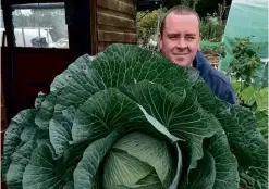  ??  ?? ABOVE: Dominic Driscoll, dwarfed by his supersized lockdown cabbage.