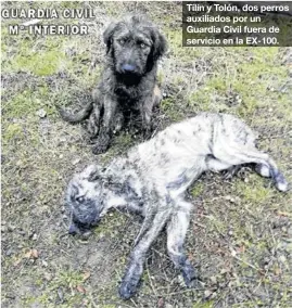  ??  ?? Tilín y Tolón, dos perros auxiliados por un Guardia Civil fuera de servicio en la EX-100.