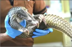  ??  ?? Veterinary staff examining a sunda pangolin in the wildlife healthcare and research centre at Singapore Zoo.