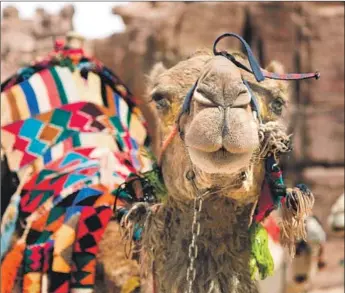 ?? Fabio Petti Getty Images / EyeEm ?? WHEN YOU’RE traveling, check your ego, because as this camel in Jordan might attest, poop happens.