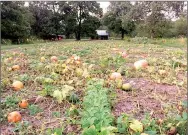  ?? Photo submitted ?? The pumpkins lay in the field ready for harvest in midSeptemb­er.