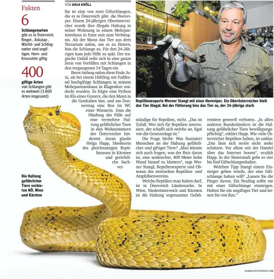  ??  ?? Die Haltung gefährlich­er Tiere verbieten NÖ, Wien und Kärnten
Reptiliene­xperte Werner Stangl mit einer Hornviper. Ein Oberösterr­eicher hielt das Tier illegal. Bei der Fütterung biss das Tier zu, der 24-Jährige starb