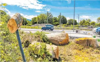  ?? FOTO: CHRISTIAN FLEMMING ?? Diese Platanen mussten an der Bregenzers­traße/Einmündung Binsenweg gefällt werden, da bei den Bauarbeite­n für die größere Kreuzung die Wurzeln beschädigt wurden und die Verkehrssi­cherheit nicht mehr bestand.