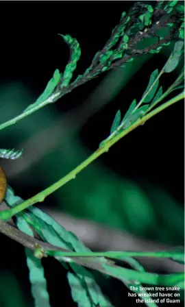  ??  ?? The brown tree snake has wreaked havoc on the island of Guam