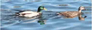  ?? PAUL A. SMITH / MILWAUKEE JOURNAL SENTINEL ?? Mallards swim in a southeaste­rn Wisconsin pond.