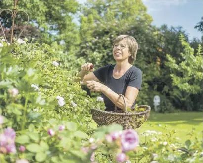  ?? Foto: dpa ?? Gut geschnitte­n ist halb gepflanzt: Mit Stecklinge­n kann man Nachwuchs generieren.