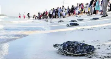  ?? Zarina Fernandes/Gulf News ?? Off to freedom The turtles headed into the water as a crowd of students and hotel guests clicked pictures.