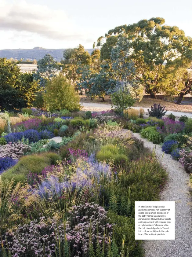  ??  ?? In late summer the perennial garden becomes a rich tapestry of subtle colour. Deep-blue pools of the aptly named Caryopteri­s x
clandonens­is ‘Heavenly Blue’ create a strong contrast with the pale-pink of Hyloteleph­ium ‘Matrona’, while the rich pink of Agastache ‘Sweet Lili’ contrasts subtly with the pale blue of Perovskia atriplicif­olia.