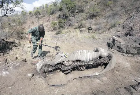  ?? Picture: Gallo Images ?? SAD END. An investigat­or uses a metal detector to search for the bullet used to kill a rhino in Kruger National Park (KNP). A recent study put the number of black and white rhinos combined in KNP at an estimated 5 649.