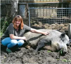  ?? Fotos: Andreas Schopf ?? Auch Wildschwei­ne brauchen Zuwendung: Cordula Gröger verpasst ihrem Eberhardt seine geliebten Streichele­inheiten.