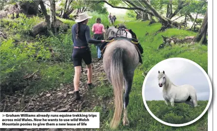  ??  ?? > Graham Williams already runs equine trekking trips across mid Wales. Now he wants to use wild Welsh Mountain ponies to give them a new lease of life