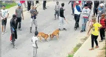  ?? Picture: ALLISTER MAKOMO ?? STREET BATTLE: A Helenvale resident captured pictures and video footage of this illegal dog fight in Fitchard Street, Helenvale, on Tuesday