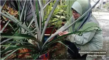  ??  ?? ROHAIDAH bersama nanas
yang ditanamnya.