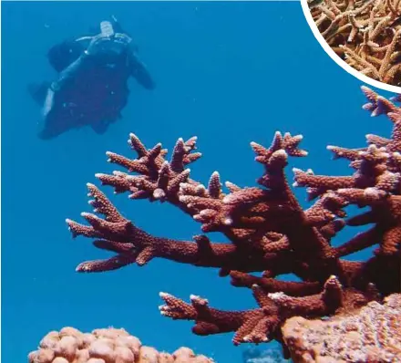  ?? FILE PIC ?? After the mass coral bleaching in 2010, researcher­s discovered that between five and 10 per cent of the coral reefs in Malaysian marine parks had died.