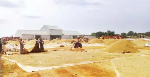  ??  ?? Women working on harvested paddy