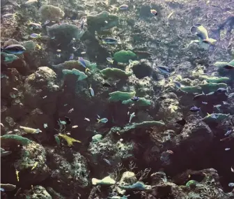  ??  ?? 在大堡礁中各種魚類與­不同種類珊瑚蟲共生。 （圖皆由作者提供）