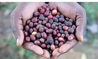  ??  ?? Getrocknet­e rote Kirschen vom wilden Ur-Kaffee gelten als Delikatess­e in Äthiopien.