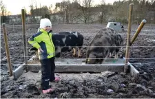  ??  ?? MATDAGS. Stella växer upp på en grisgård, precis som mamma och pappa gjorde. Men på Gunnagård är det småskaligh­et som gäller. Greta och Gösta är ett troget kärlekspar, som börjar bli gamla i gården.