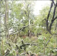  ?? Westside Eagle Observer/MIKE ECKELS ?? Mangled branches and broken limbs littered the south side of Crystal Lake Road after city workers cleared away debris that blocked access in and out of Crystal Lake near Decatur July 9. Severe storms roared through the area, uprooting trees and dropping torrential rain over the Decatur area.