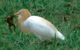  ?? PHOTO BY IBARRA CASTRO ?? ENDEMIC bird