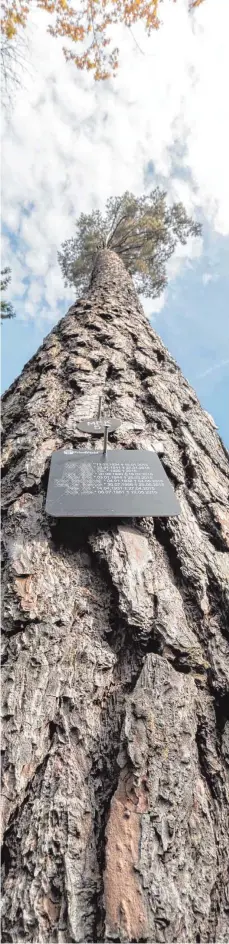  ??  ?? Am Stamm ist eine schlichte Tafel mit den Namen der Verstorben­en angebracht. Bis zu zehn Urnen können um einen Baum bestattet werden.