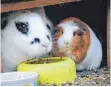  ?? FOTO: JDPA ?? Kaninchen und Meerschwei­nchen können zwar gemeinsam in einem Käfig leben, brauchen dann aber jeweils viel Platz.