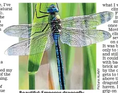  ?? ?? Beautiful: Emperor dragonfly