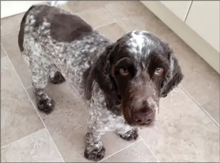  ??  ?? Cocker spaniel Max from Motherwell, above, had to have an emergency operation after swallowing a corn on the cob, below