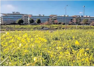  ?? JULIO MUÑOZ / EFE ?? Sede de Abengoa, en el Campus de Palmas Altas, en Sevilla.