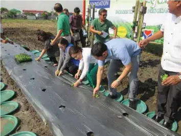  ??  ?? Plastic mulching has become standard practice for growing high-value vegetables.